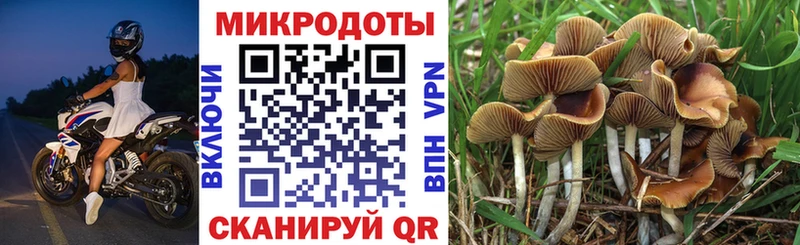 Псилоцибиновые грибы Psilocybine cubensis Ачинск